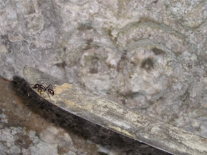 Las hormigas constituyen hoy los principales habitantes de Pusharo. Aquí, una hormiga isula. (Foto: Thierry Jamin, agosto de 2006)