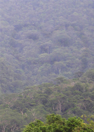 El primero geoglifo descubierto en agosto de 2001 por Herbert Cartagena y Thierry Jamin al final de un estudio cerca del sitio de Pusharo. (Foto: Thierry Jamin, agosto de 2006)